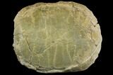 Fossil Tortoise (Stylemys) - Wyoming #143834-1
